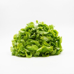 Salade Chêne Blonde