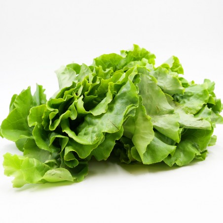 Salade Laitue