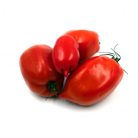 Tomate cornue