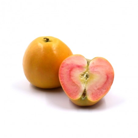 Pomme Kissabel