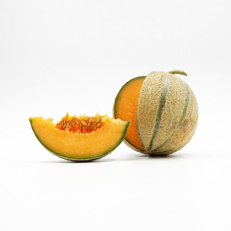 Melon gros calibre