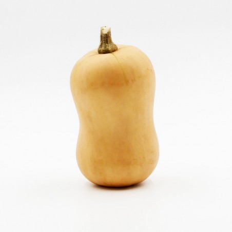 Butternut