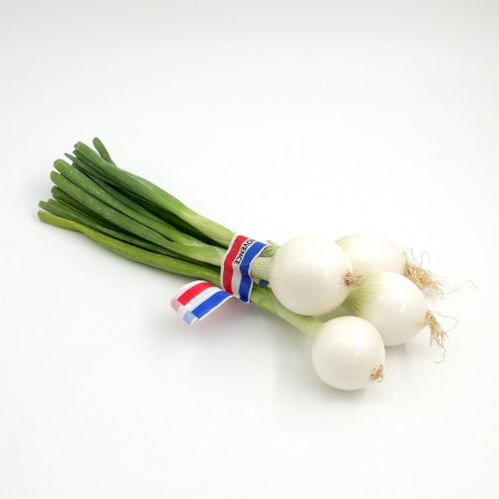 Oignon blanc botte