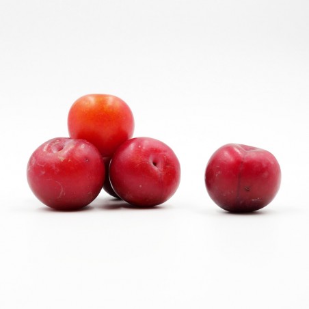 Prune Rouge